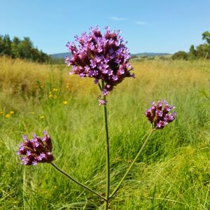 Close-up of purple flowering plants on field