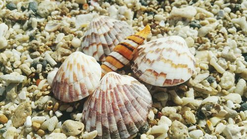 Close-up of shells on pebbles at beach