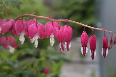 Close-up of pink bleeding heart