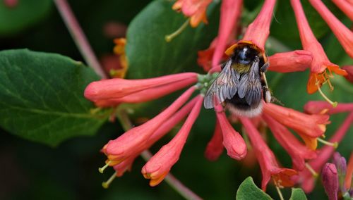 Close-up of bee pollinating on flower