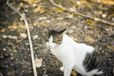 High angle view of cat on field