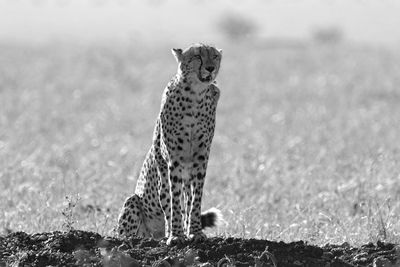 Cheetah brothers on the watch 