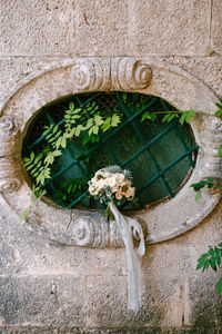 Close-up of flower on wall