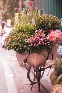 Close-up of potted plant