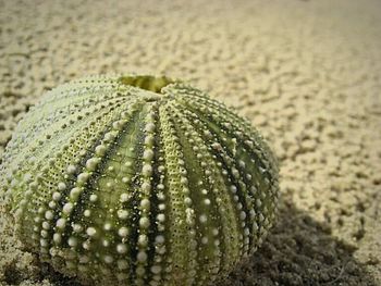 Close up of plant against blurred background