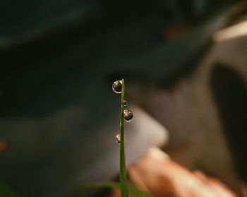 Close-up of water drop on twig