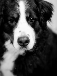 Close-up portrait of dog