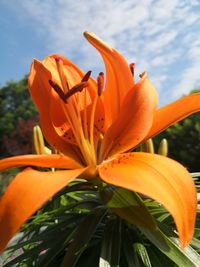 Close-up of orange flowering plant