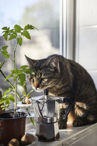 Cat looking at potted plant on the window sill.