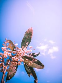 Low angle view of cherry blossoms against blue sky