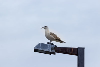 Low angle view of seagull perching on wall against clear sky