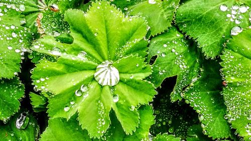 Close-up of water drops on plant