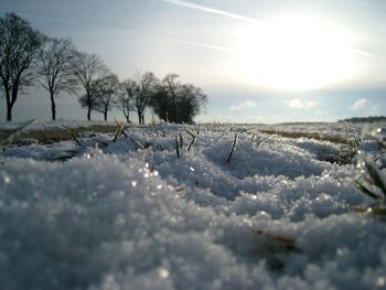 Sun shining through trees on snow covered landscape