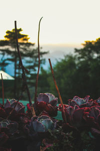 Close-up of plants against sky during sunset