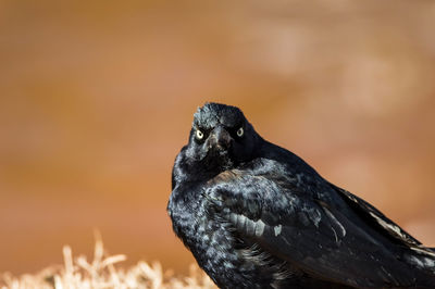 Close-up of bird