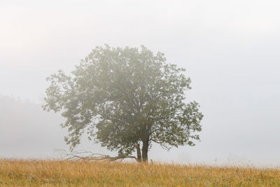 Tree on field against sky