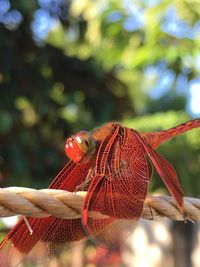 Close-up of dragonfly on plant