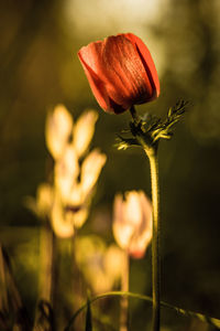Close-up of flower blooming outdoors