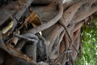 Close-up of rope