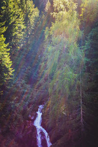 Scenic view of waterfall in forest