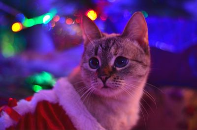 Close-up portrait of cat