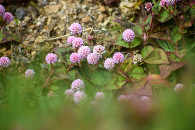 Close-up of pink flowering plants