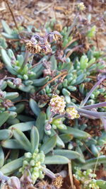 Close-up of flowers growing on plant