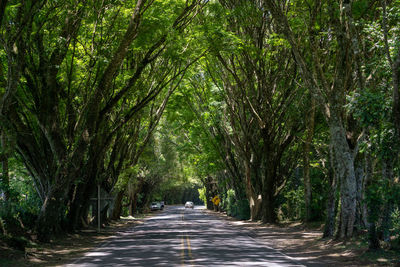 Green tunel on road