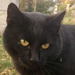 Close-up portrait of cat