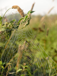 Close-up of spider on web