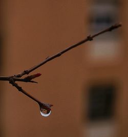 Close-up of water hanging on branch
