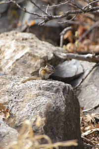 Close-up of chipmunk on rock during autumn