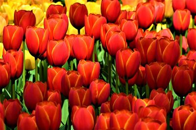 Full frame shot of red tulips