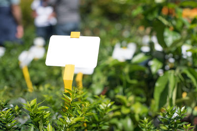 Label amidst plants in nursery