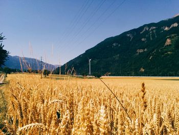 Scenic view of field against clear sky