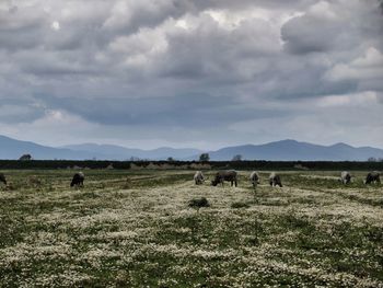 Sheep grazing on field against sky