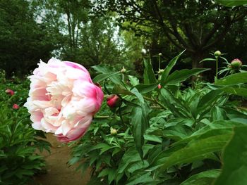 Close-up of pink flowers