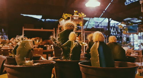 Close-up of potted plants on table at restaurant