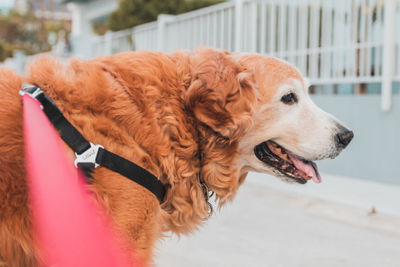 Close-up of a dog looking away