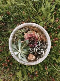 High angle view of potted plant in bowl