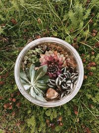 High angle view of potted plant in bowl
