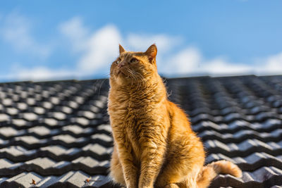 Cat looking away on roof