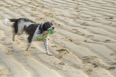 Dog on wet sand at beach