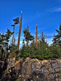 Low angle view of trees on rock against sky