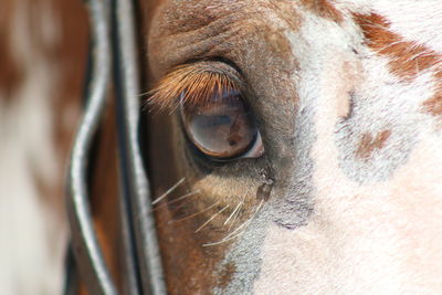 Close-up of dog