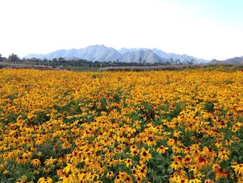 Yellow flowers growing on field