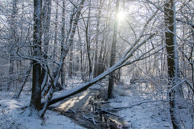 Snow covered bare trees in forest