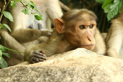 Portrait of monkey sitting on rock