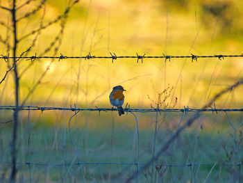 Close-up of bird perching on barbed wire during sunset