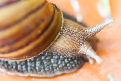 Close-up of snail